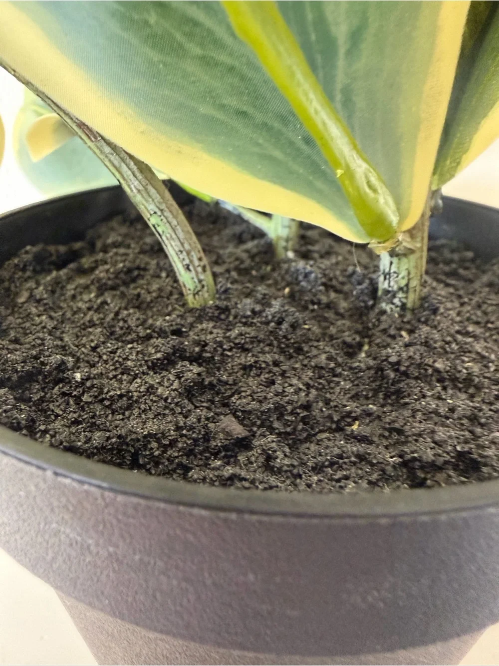 [NWOT] Faux Trailing Heart Plant